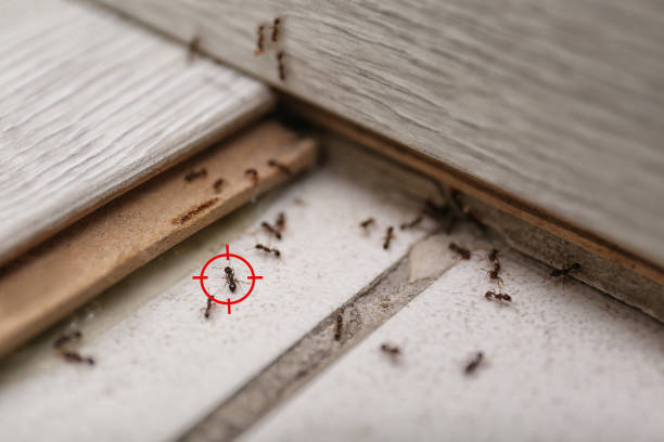 Flea Control Services in Four Square Mile, CO