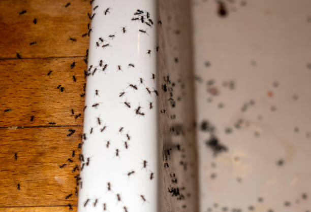Best Bed Bug Extermination  in Four Square Mile, CO