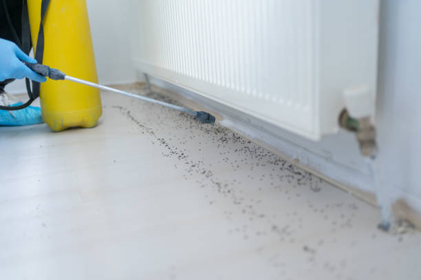 Best Local Pest Control Services  in Four Square Mile, CO